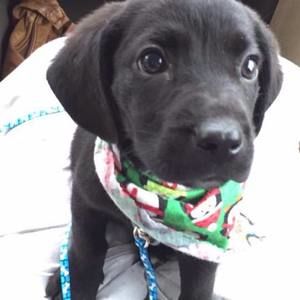 Meet your Posher, Gretta