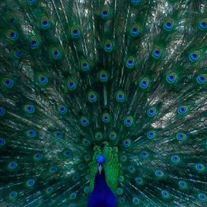 Meet your Posher, Eden