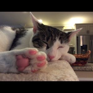 Meet your Posher, Melanie