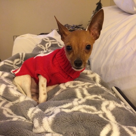 My newest foster dog Finn !