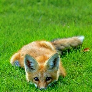 Meet your Posher, Kailee