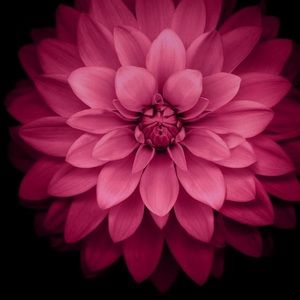 Meet your Posher, Paola