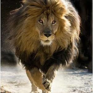 Meet your Posher, Curtis lamar