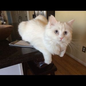 Meet your Posher, Lou