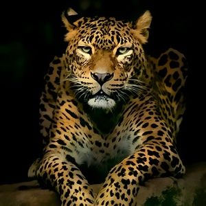 Meet your Posher, Mohammed