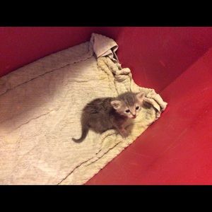 Meet your Posher, Joan