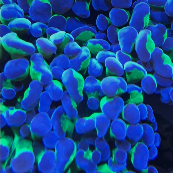 Meet your Posher, Charlie