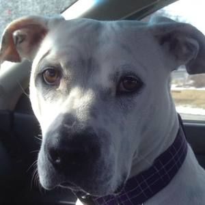 Meet your Posher, Joshua