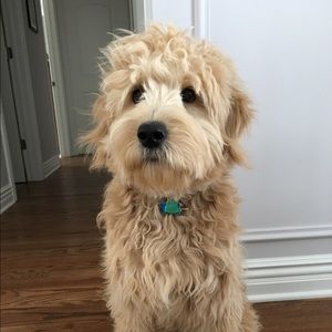 Meet your Posher, Allison