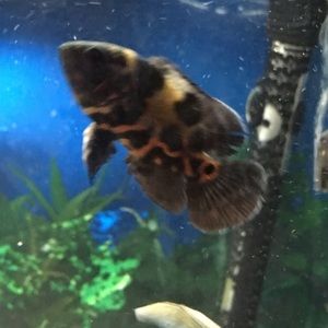 Meet your Posher, Deanna