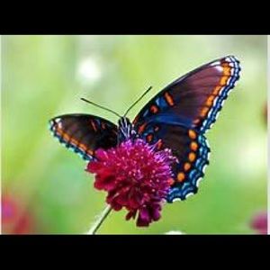 Meet your Posher, Shanda