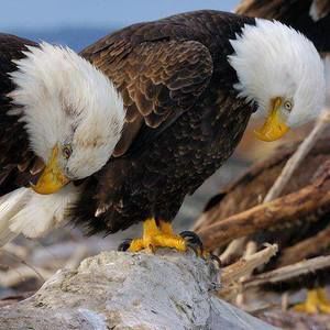 Meet your Posher, Serena