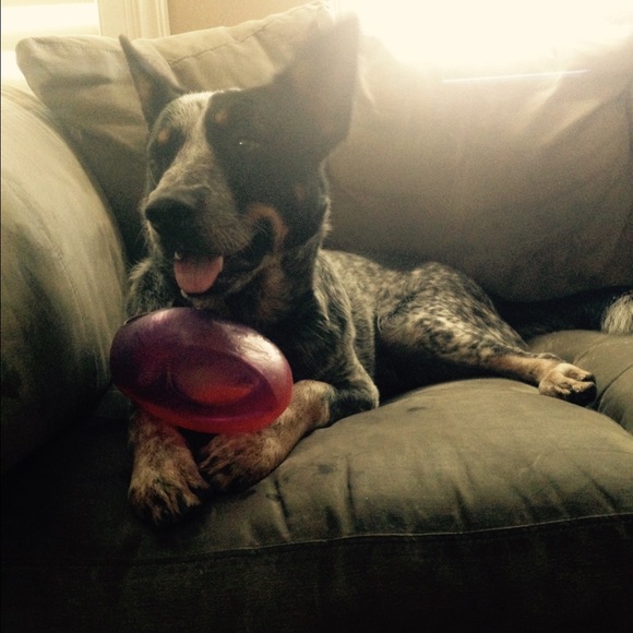 Meet your Posher, Hailey - Picture 1 of 1