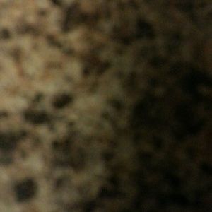 Meet your Posher, Sholonda