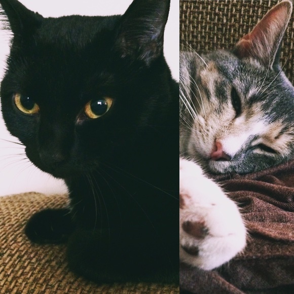 Meet your Posher, Lindsay - Picture 4 of 4