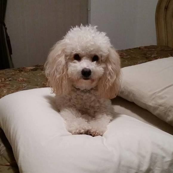 Meet your Posher, Ellen - Picture 1 of 1