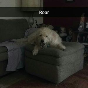 Meet your Posher, Robin