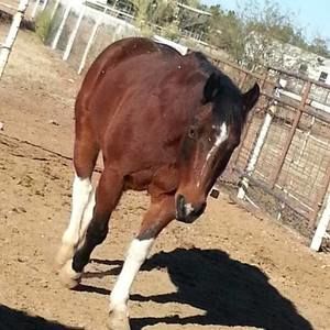 Meet your Posher, Brandi