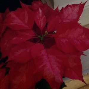 Meet your Posher, Joy