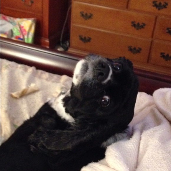 Hey fellow Posh Addicts!🙊🐾🤗♋️ - Picture 2 of 2