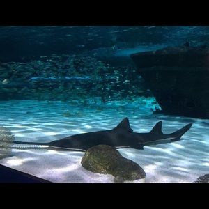 Meet your Posher, Felicia