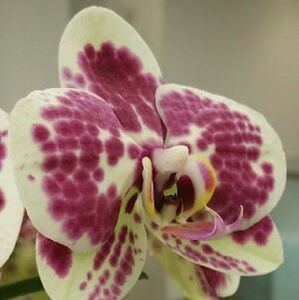 Meet your Posher, Muriel