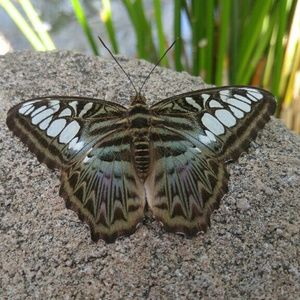 Meet your Posher, Leona