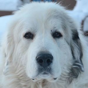 Meet your Posher, Clare