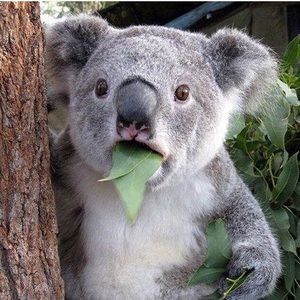 Meet your Posher, Akira