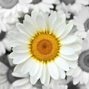 Meet your Posher, Jewel