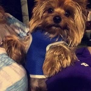 Meet your Posher, Lin