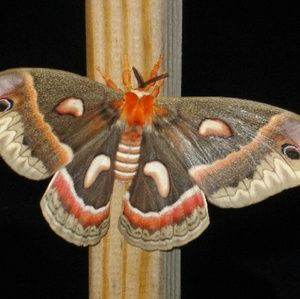 Meet your Posher, Cosette