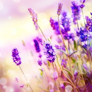 Meet your Posher, Marnie