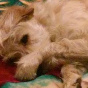 Meet your Posher, Sharron