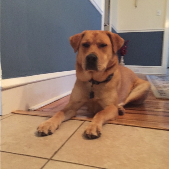 Meet your Posher, Jess