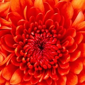 Meet your Posher, Jewel