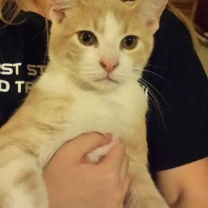 Meet your Posher, Steven