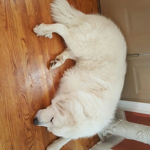 Meet your Posher, Shelley