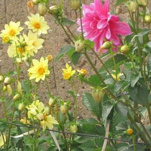 Meet your Posher, Iraida