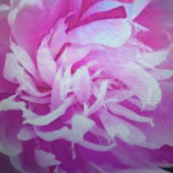 Meet your Posher, Jami