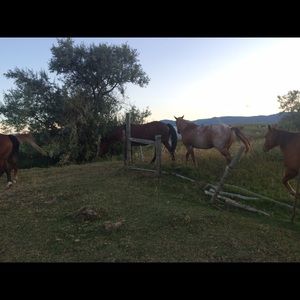 Meet your Posher, Jayla