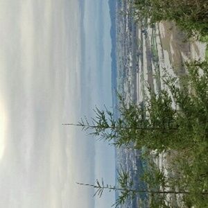 Meet your Posher, Boyce