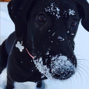 Meet your Posher, Rosie