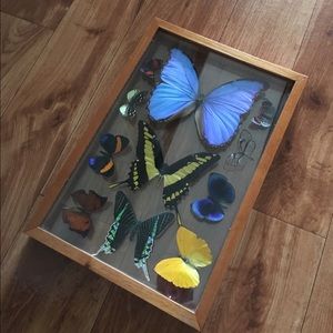 Butterfly shadow box