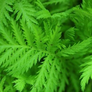 Meet your Posher, Max