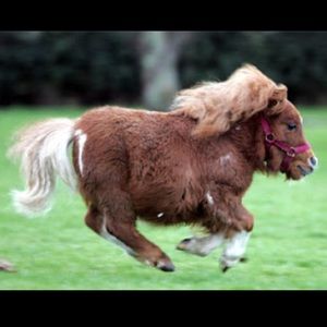 Meet your Posher, Kennedy