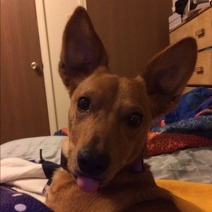 Meet your Posher, Heidi