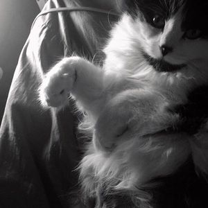 Meet your Posher, Sydney