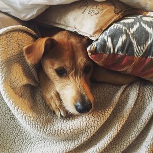 Meet your Posher, Dori
