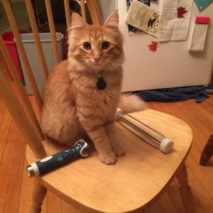 Meet your Posher, Joe